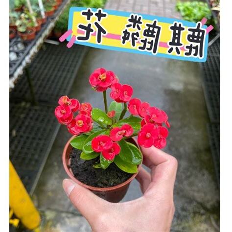 玫瑰 花 擋煞